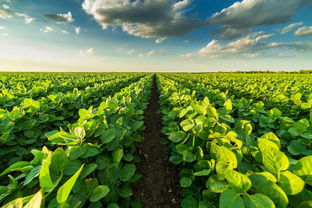 How is Regenerative Agriculture Changing India’s Farming Culture